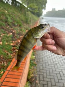 European Perch
