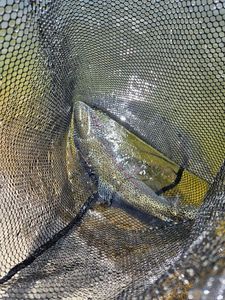 Rainbow Trout