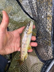 Brown Trout