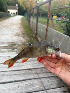 European Perch