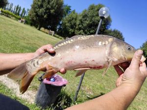 Leather Carp