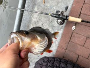 European Perch