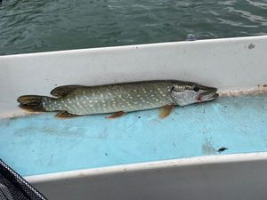 Northern Pike