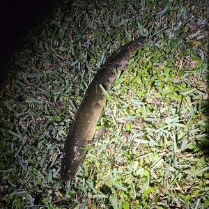Snakehead