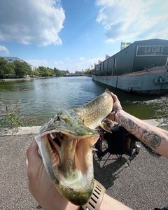 Northern Pike