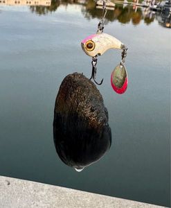 Blue Mussel