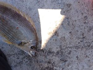 White Seabream