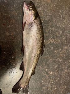 Rainbow Trout