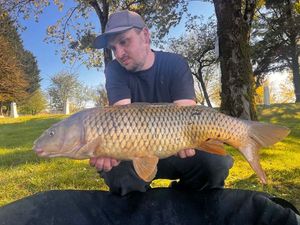 Common Carp