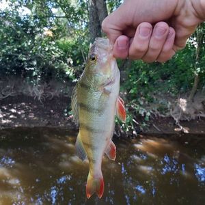 European Perch