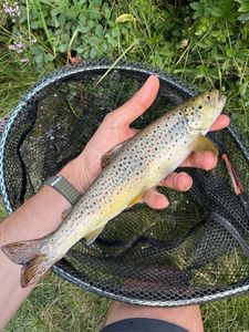 Brown Trout