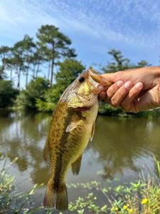 Largemouth Bass