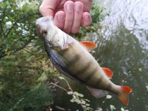 European Perch