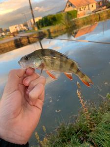 European Perch