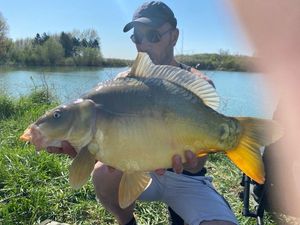 Mirror Carp