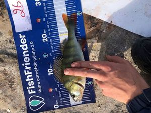 European Perch