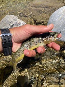 Brown Trout