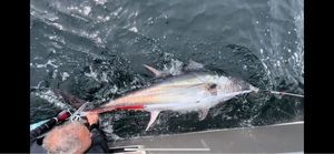 Bluefin Tuna