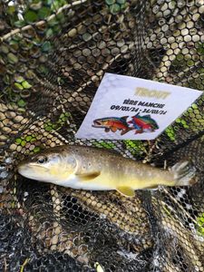 Brown Trout