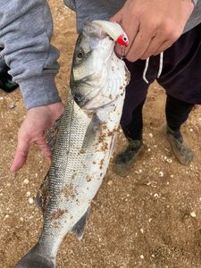 European Bass (Seabass)