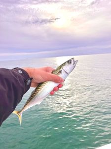 Mackerel