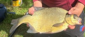 Common Bream
