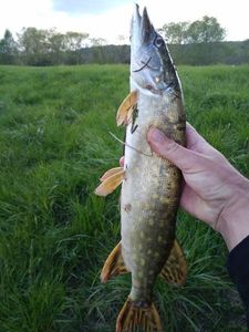 Northern Pike