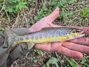 Brown Trout