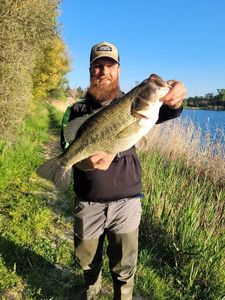 Largemouth Bass