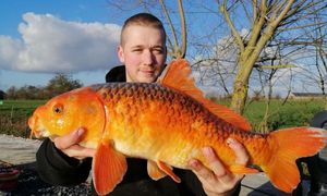 Koï Fish