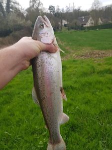 Rainbow Trout