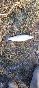 Common Nase