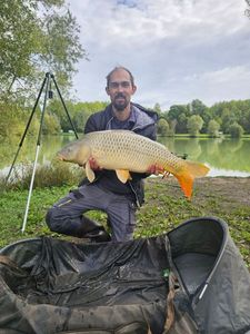 Common Carp
