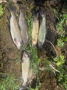 Rainbow Trout
