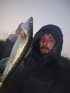 Zander