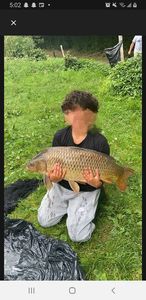 Common Carp