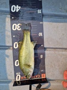 Largemouth Bass