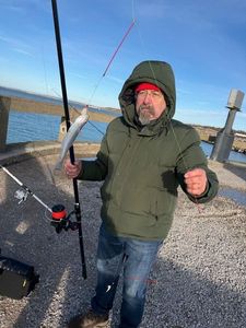 Whiting