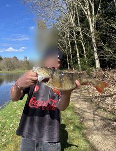 European Perch