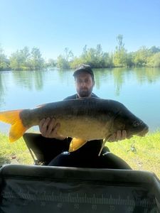 Mirror Carp