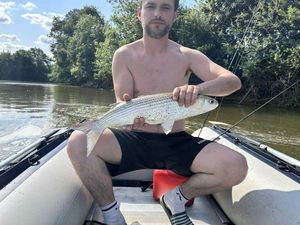 Thicklip Grey Mullet