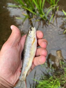 Brown Trout
