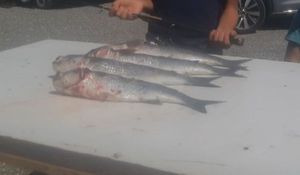 Thicklip Grey Mullet