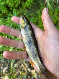 Brown Trout