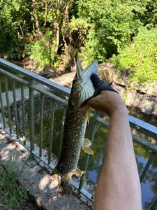 Northern Pike