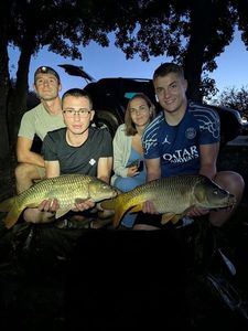 Common Carp