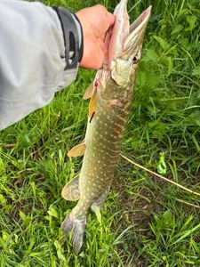 Northern Pike