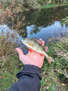 European Perch