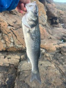 European Bass (Seabass)