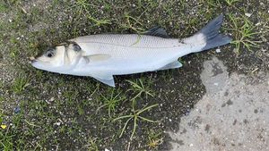 European Bass (Seabass)